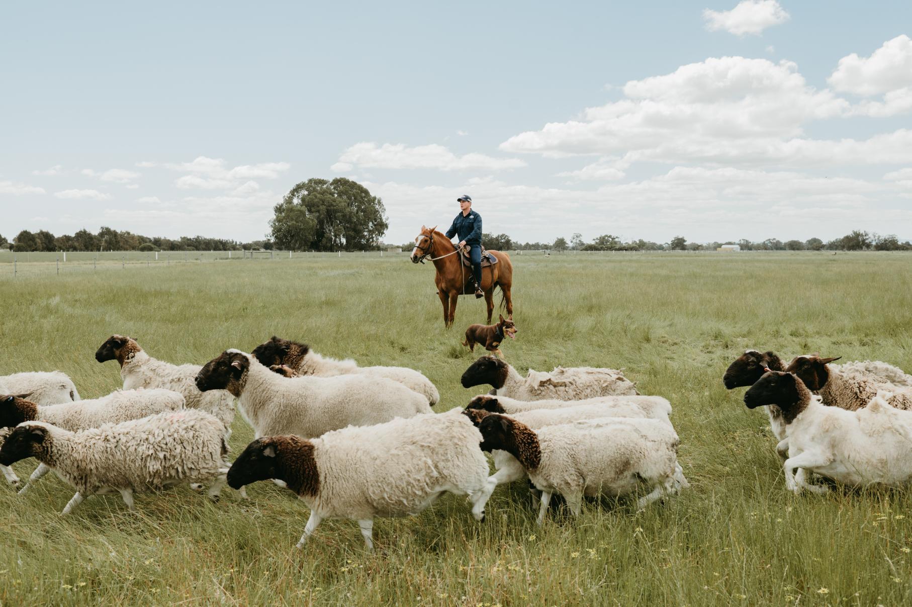 grassfed-meats